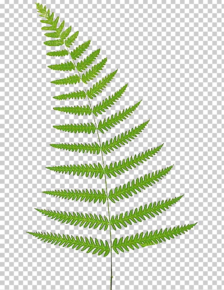 Fern Leaf Frond PNG, Clipart, Animal Cell, Botany, Clip, Clip Art, Cyathea Free PNG Download