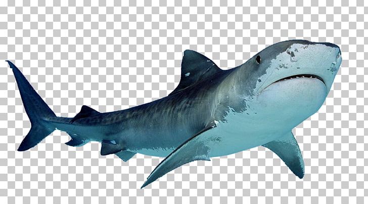 Hungry Shark Evolution Tiger Shark PNG, Clipart, Animals, Blue Shark, Carcharhiniformes, Cartilaginous Fish, Computer Icons Free PNG Download