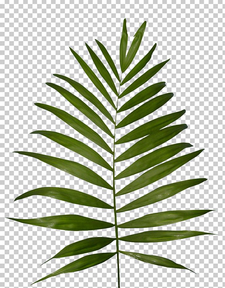 Plant Fern Frond PNG, Clipart, Clip Art, Computer Icons, Fern, Food Drinks, Frond Free PNG Download