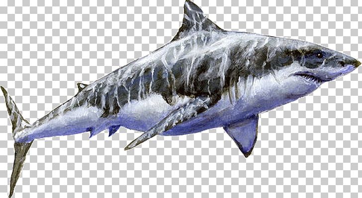 Sand Tiger Shark Great White Shark Megalodon Cosmopolitodus Hastalis PNG, Clipart, Carcharhiniformes, Carcharodon, Cartilaginous Fish, Deviantart, Fauna Free PNG Download