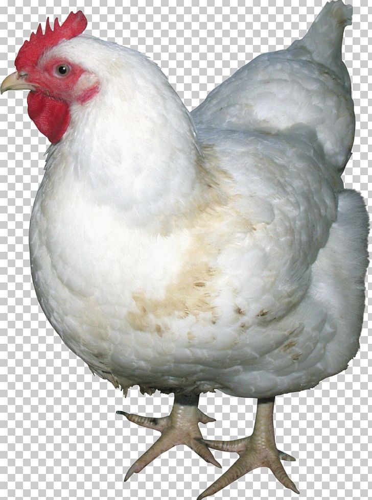 Solid White Poultry PNG, Clipart, Animals, Beak, Bird, Chicken, Chicken Meat Free PNG Download