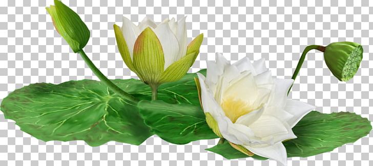 White Black White Plant Stem PNG, Clipart, Black White, Bud, Cut Flowers, Dia, Encapsulated Postscript Free PNG Download