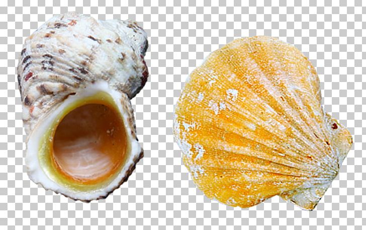 Cockle Oyster Scallop Seashell PNG, Clipart, Abalone, Animals, Clam, Clams Oysters Mussels And Scallops, Cockle Free PNG Download