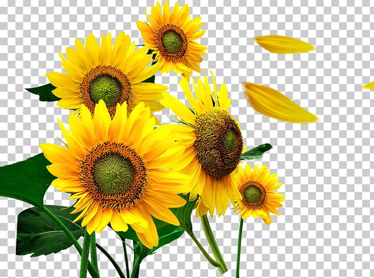 Common Sunflower Petal PNG, Clipart, Annual Plant, Cut Flowers, Daisy Family, Decoration, Euclidean Vector Free PNG Download