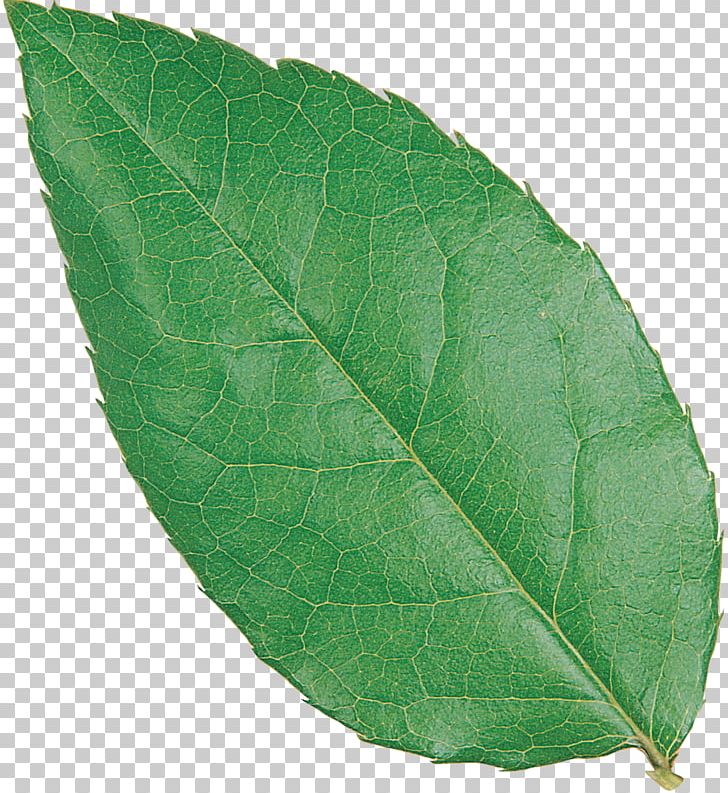 Plant Pathology Leaf PNG, Clipart, Food Drinks, Leaf, Leave, Pathology, Plant Free PNG Download