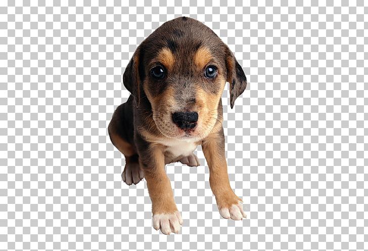 Puppy Cat Food Mongrel Purebred Dog PNG, Clipart, Animals, Assistance Dog, Austrian Black And Tan Hound, Beagle, Carnivoran Free PNG Download
