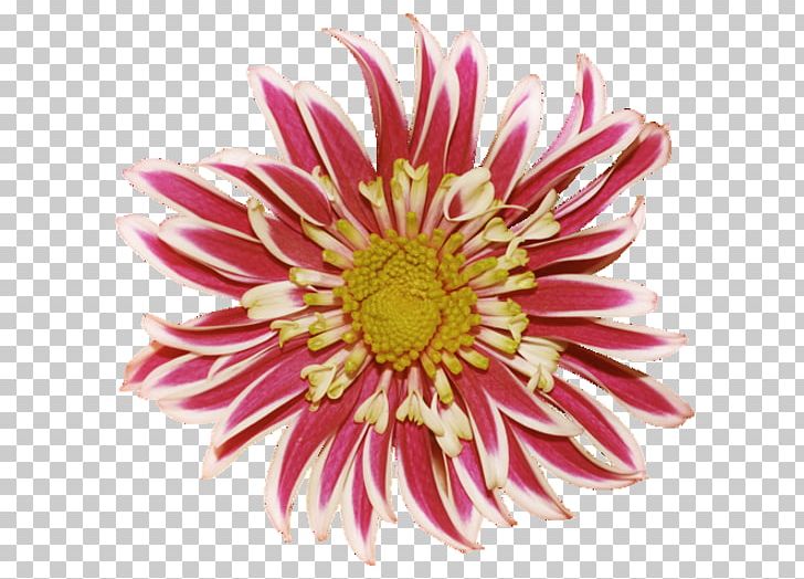 Chrysanthemum Dahlia Flower PNG, Clipart, Aster, Chrysanthemum, Chrysanths, Clip Art, Cut Flowers Free PNG Download