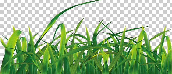 Grasses Sky Euclidean PNG, Clipart, Background Green, Botany, Cloud, Commodity, Decorative Free PNG Download