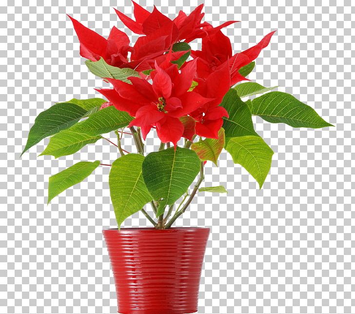 Poinsettia Christmas Flower Houseplant Floral Design PNG, Clipart, Artificial Flower, Christmas, Cut Flowers, Floral Design, Floristry Free PNG Download