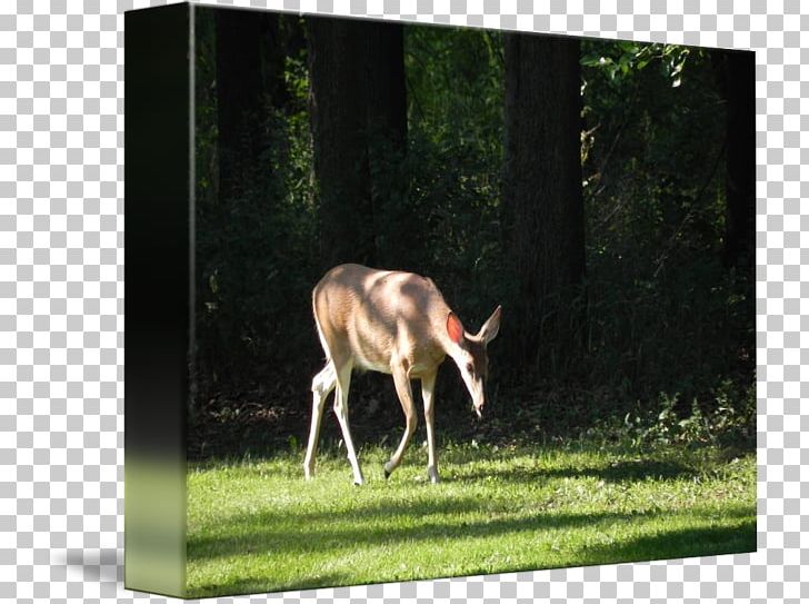 Reindeer White-tailed Deer Meadow Fauna PNG, Clipart, Cartoon, Deer, Deer Watercolor, Fauna, Grass Free PNG Download