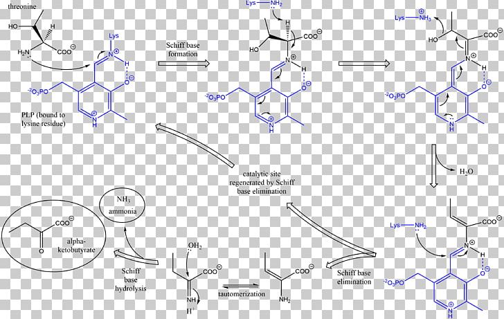 Threonine Ammonia-lyase Serine Dehydratase PNG, Clipart, Amino Acid, Ammonia, Angle, Area, Catalysis Free PNG Download