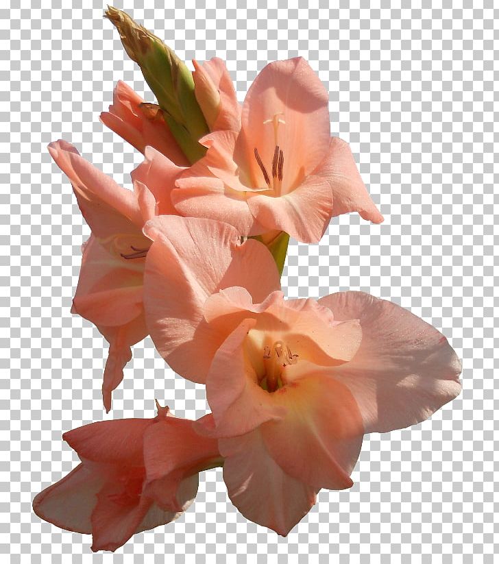 Gladiolus Petal Cut Flowers Iris Family PNG, Clipart, Bud, Canna Family, Canna Lily, Cut Flowers, Floral Design Free PNG Download