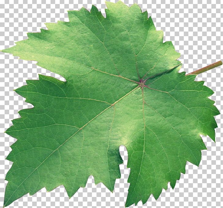 Grapevines Grape Leaves Plane Trees Leaf PNG, Clipart, Grape Leaves, Grapevine Family, Grapevines, Green Leaves, Leaf Free PNG Download