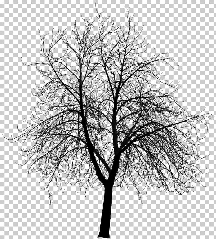 Tree Silhouette PNG, Clipart, Art, Black And White, Branch, Clip Art, Monochrome Free PNG Download