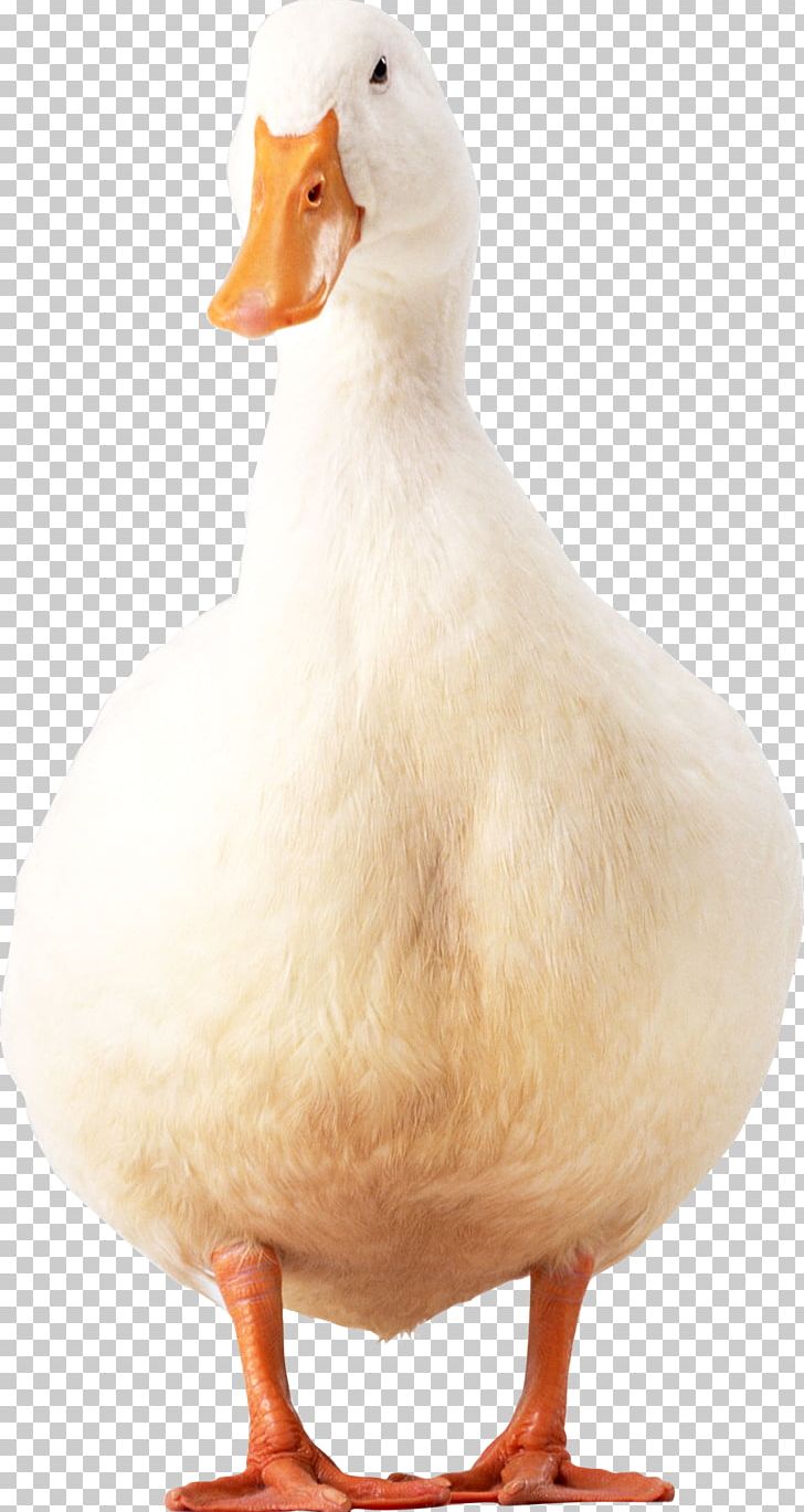 American Pekin Duck Bird Colourbox PNG, Clipart, American Black Duck, American Pekin, Animal, Animals, Beak Free PNG Download