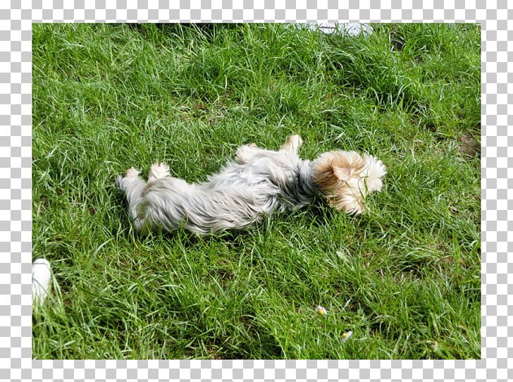 Cairn Terrier Glen Havanese Dog Shih Tzu Dog Breed PNG, Clipart, Breed, Cairn, Cairn Terrier, Carnivoran, Crossbreed Free PNG Download