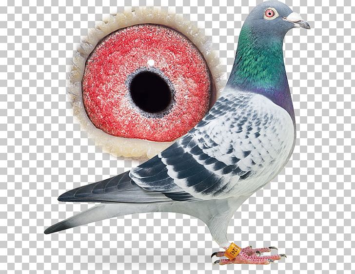 Columbidae Pigeon Racing Maita Station Bird Sangers Pigeons BV PNG, Clipart, Aaldering Pigeons, Beak, Belgium, Bird, Columbidae Free PNG Download