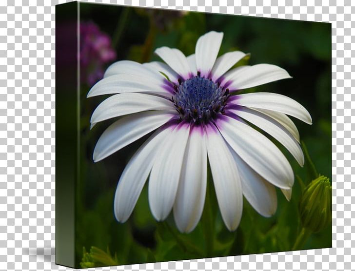Common Daisy African Daisies Flower Seed Oxeye Daisy PNG, Clipart, Annual Plant, Aster, Common Daisy, Daisy, Daisy Family Free PNG Download
