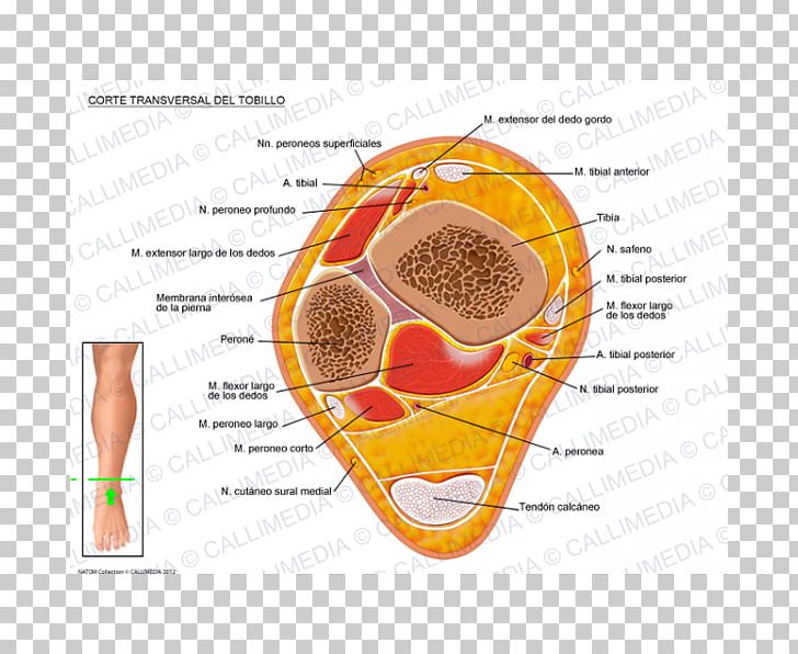 Crus Ankle Human Anatomy Transverse Plane PNG, Clipart, Anatomy, Ankle, Cross Section, Crus, Extensor Digitorum Muscle Free PNG Download