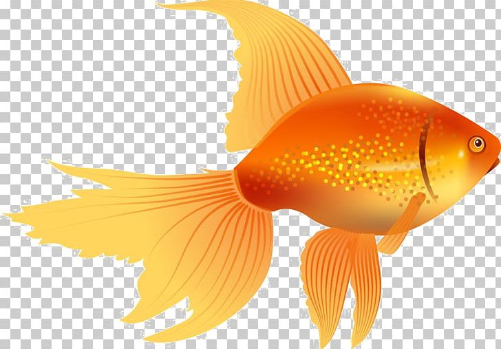 Graphics Black Telescope Illustration PNG, Clipart, Aquarium, Black Telescope, Bony Fish, Cartoon Fish, Download Free PNG Download