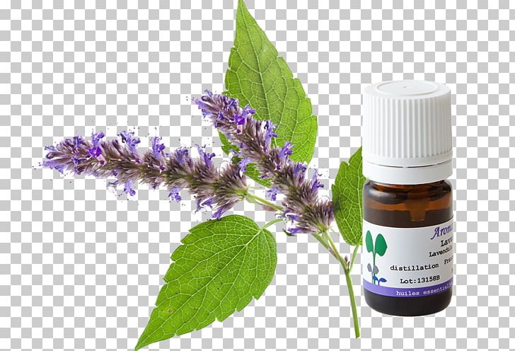 Herbalism Patchouli Oil Liquid Carrier Oil PNG, Clipart, 100 Pure, Cargo, Carrier Oil, Cedrus Atlantica, Fougere Free PNG Download