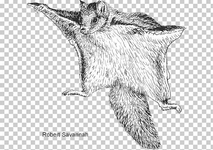 Northern Flying Squirrel Rodent Bat PNG, Clipart, Animal, Animals, Bat, Carnivoran, Cat Like Mammal Free PNG Download