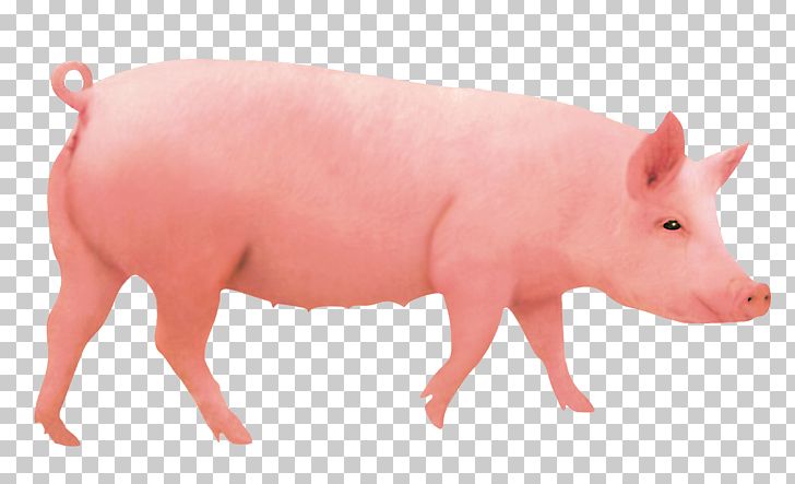 Domestic Pig Pigs Ear Hogs And Pigs Computer File PNG, Clipart, Animals, Boar, Boared, Boar Food, Cartoon Wild Boar Free PNG Download