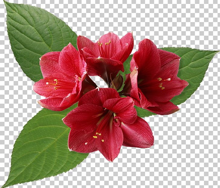 Flower Bouquet Red Leaf PNG, Clipart, Art, Azalea, Blossom, Blume, Celebration Free PNG Download