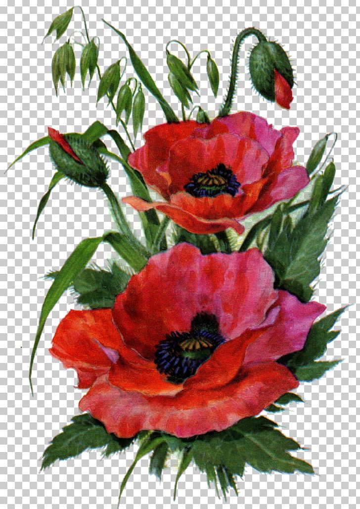 Garden Roses Poppy Flower Drawing Floral Design PNG, Clipart, Annual Plant, Art, Collage, Color, Cut Flowers Free PNG Download