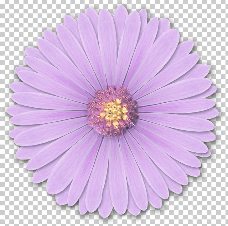 Light Flower Desktop Purple PNG, Clipart, Aster, Blue, Dahlia, Daisy, Daisy Family Free PNG Download
