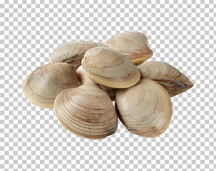 Cockle Mussel Clam Oyster Veneroida PNG, Clipart, Animal Source Foods, Baltic Clam, Clam, Clams Oysters Mussels And Scallops, Cockle Free PNG Download