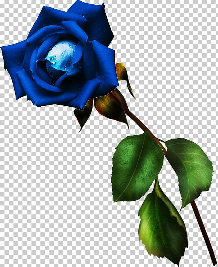 Garden Roses Blue Rose Rosa Gallica Cut Flowers PNG, Clipart, Beauty, Blue, Blue Rose, Color, Cut Flowers Free PNG Download