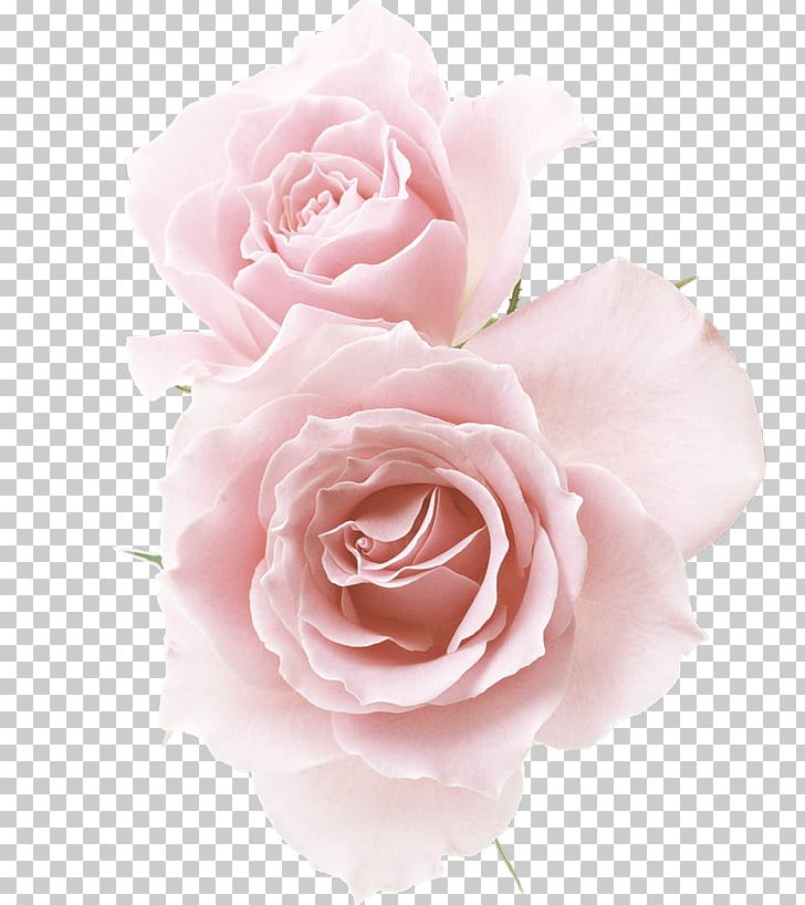 Rose Pink Flower PNG, Clipart, Artificial Flower, Champagne Red, Color, Cut Flowers, Encapsulated Postscript Free PNG Download