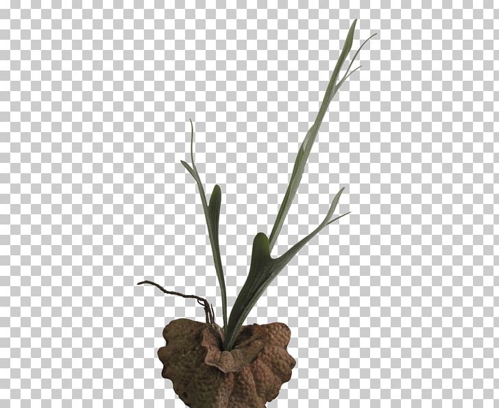 Twig Flowerpot Grasses Plant Stem PNG, Clipart, Branch, Family, Flora, Flower, Flowering Plant Free PNG Download