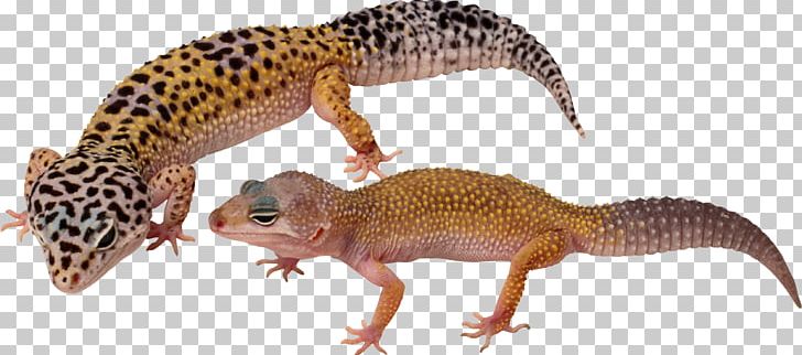 Common Leopard Gecko Lizard Komodo Dragon Common Leopard Gecko PNG, Clipart, Animal, Animals, Chameleons, Common House Gecko, Common Leopard Gecko Free PNG Download