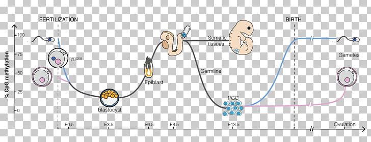 DNA Methylation Reprogramming Embryogenesis PNG, Clipart, Angle, Auto Part, Cell, Cpg Site, Diagram Free PNG Download