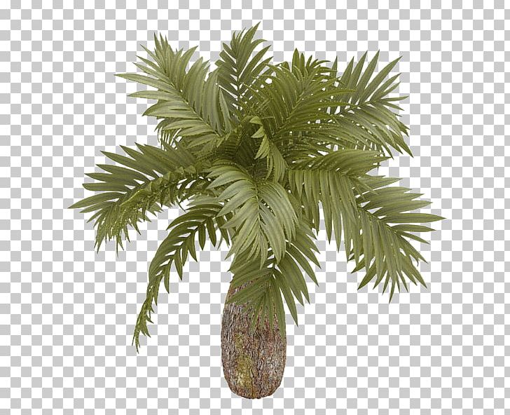 Arecaceae 3D Computer Graphics Euclidean Tree PNG, Clipart, 3d Computer Graphics, Borassus Flabellifer, Encapsulated Postscript, Family Tree, Free Stock Png Free PNG Download