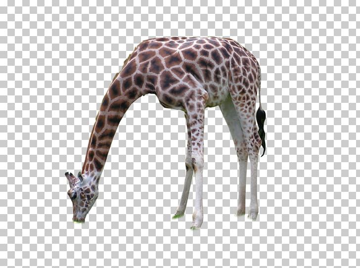 Giraffe Neck Terrestrial Animal Wildlife PNG, Clipart, Animal, Giraffe, Giraffidae, Mammal, Neck Free PNG Download