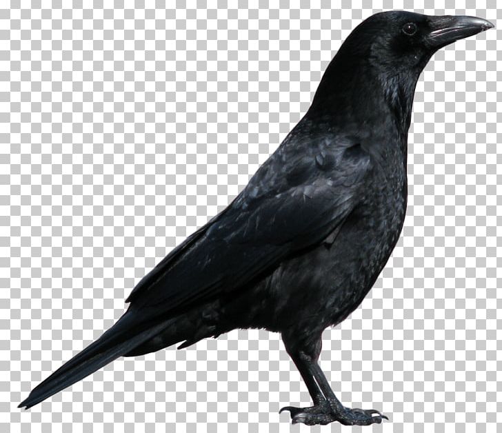 I Saw You PNG, Clipart, Amazoncom, American Crow, Animals, Beak, Bird Free PNG Download