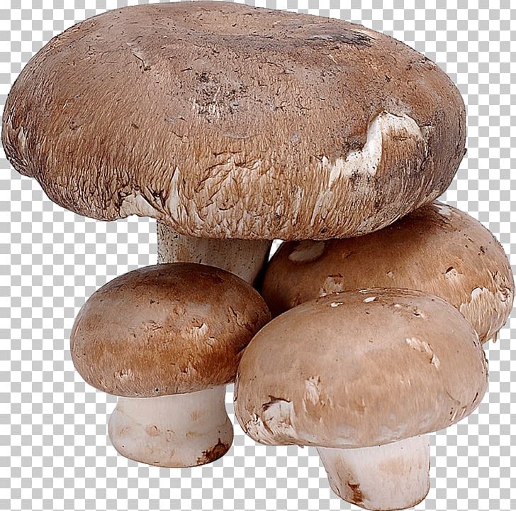 Edible Mushroom Shiitake Fungus Food PNG, Clipart, Agaricaceae, Agaricomycetes, Agaricus, Champignon Mushroom, Chomikujpl Free PNG Download