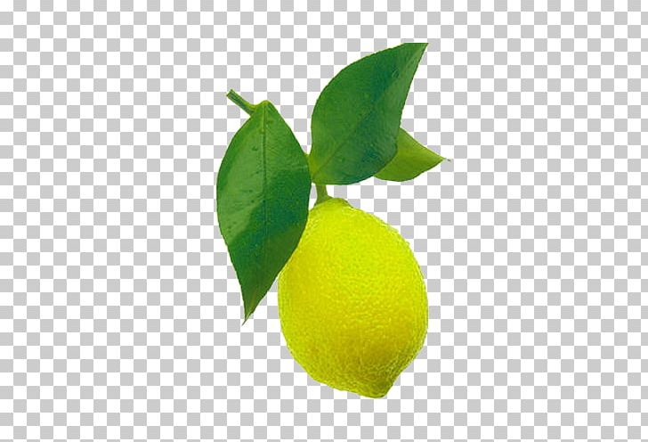 Sweet Lemon Persian Lime Key Lime Leaf PNG, Clipart, Autumn Leaf, Citric Acid, Citron, Citrus, Food Free PNG Download