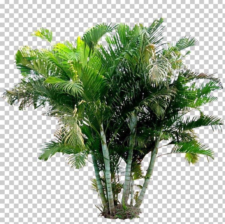 Arecaceae Areca Palm Holsteiner Blut Plant PNG, Clipart, Arecaceae, Arecales, Areca Palm, Borassus Flabellifer, Date Palm Free PNG Download