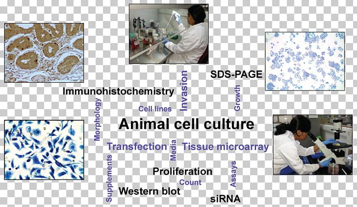 Cell Culture Biology Research PNG, Clipart, Animal, Animal Culture, Biology, Blue, Cell Free PNG Download