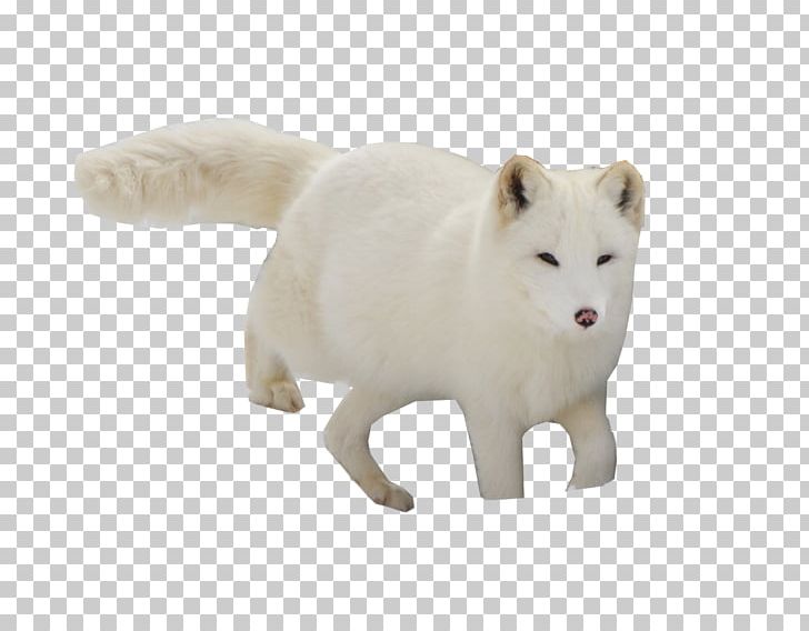 Arctic Fox Red Fox Dog PNG, Clipart, Animal, Animal Figure, Animals, Arctic, Arctic Fox Free PNG Download
