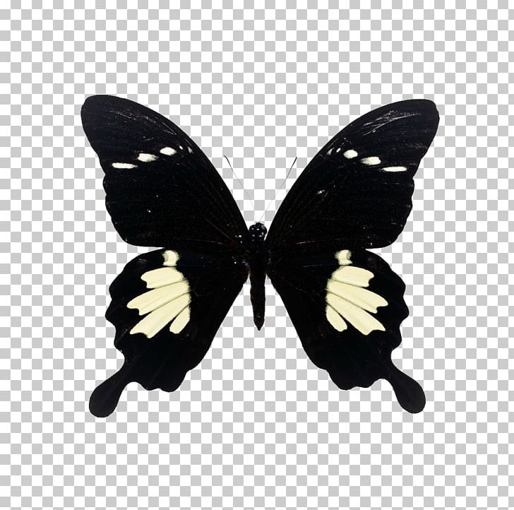 Butterfly Papilio Maackii Papilio Nephelus Papilio Xuthus Papilio Paris PNG, Clipart, Arthropod, Biology, Black, Brush Footed Butterfly, Butterflies Free PNG Download