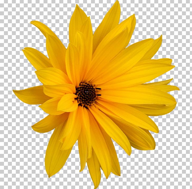 Portable Network Graphics Scalable Graphics Flower Photography PNG, Clipart, Black And White, Calendula, Clipping, Daisy, Daisy Family Free PNG Download