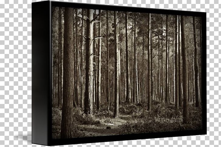 Wood Stain Forest Tree /m/083vt PNG, Clipart, Black And White, Enchanted Forest, Forest, M083vt, Tree Free PNG Download