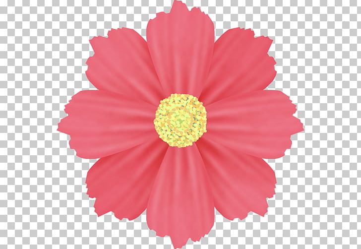 Halal Wedding Photography PNG, Clipart, Annual Plant, Color, Cosmos, Cut Flowers, Daisy Family Free PNG Download