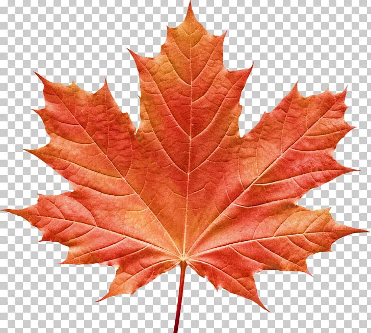 Vermont Maple Festival Maple Leaf Portable Network Graphics PNG, Clipart, Autumn Leaf Color, Green, Leaf, Maple, Maple Leaf Free PNG Download