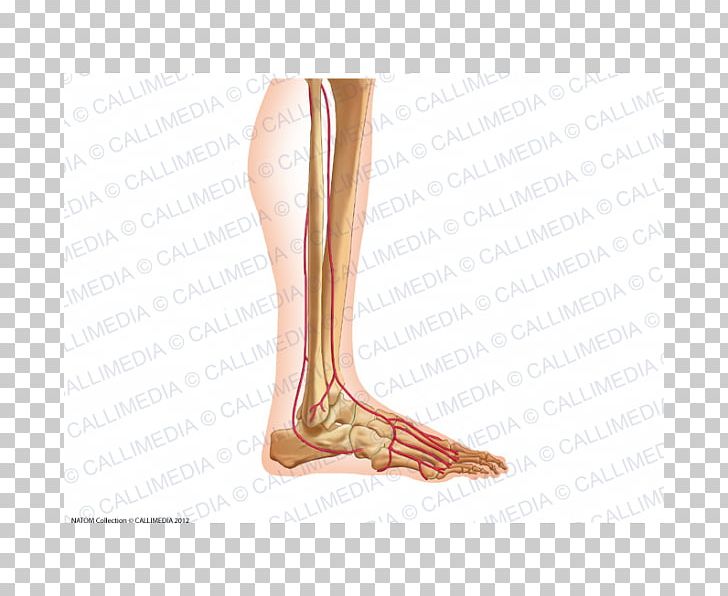 Calf Ankle Arm Knee PNG, Clipart, Ankle, Arm, Calf, Foot, Gamba Free PNG Download